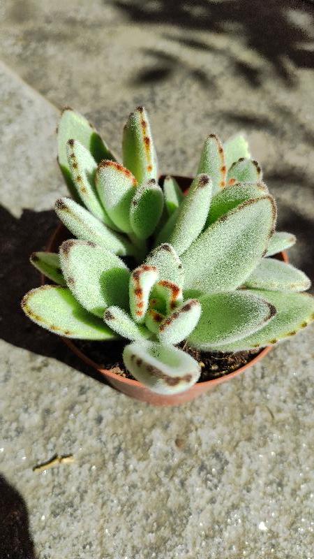 Kalanchoe Tomentosa.jpg